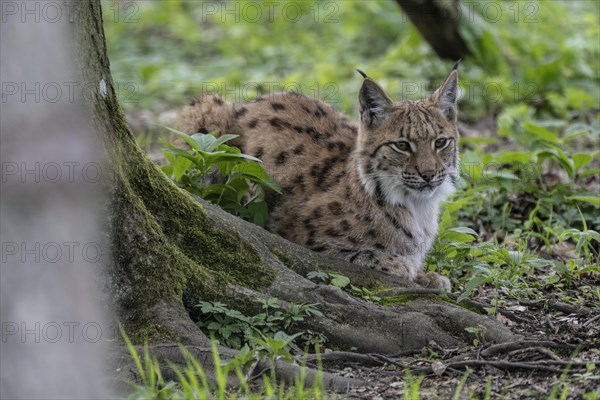 Eurasian lynx (Lynx lynx), captive), coordination enclosure Huetscheroda, Thuringia, Germany, Europe