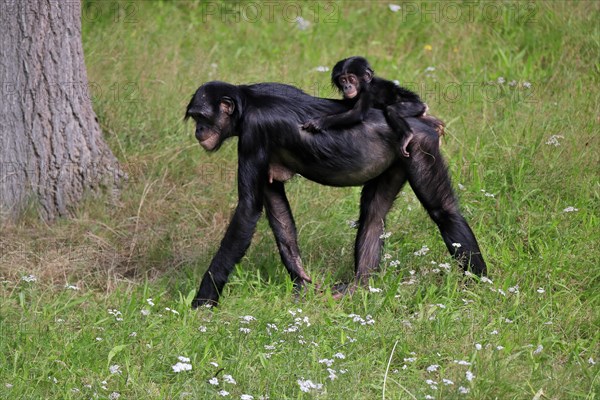 Bonobo, bonobo (Pan Paniscus), female, adult, young animal, foraging, Great ape, Primate, chimpanzee, captive