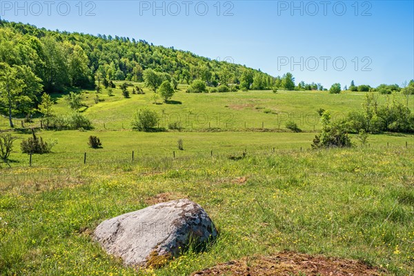 View at a beautiful meadow landscape with lush green trees a sunny summer day, Skogastorp nature reserv, Falkoeping, Sweden, Europe