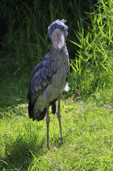 Shoebill (Balaeniceps rex), adult, foraging, captive