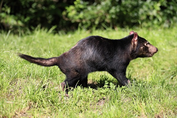 Tasmanian devil (Sarcophilus harrisii), adult, vigilant, captive, Tasmania, Australia, Oceania