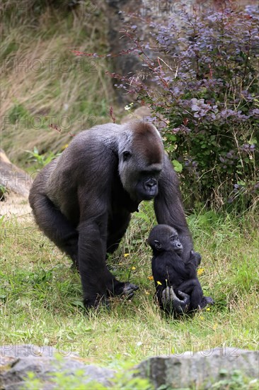 Western gorilla (Gorilla gorilla), adult, female, mother, young animal, baby, social behaviour, captive, western Africa