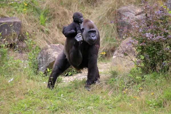 Western gorilla (Gorilla gorilla), adult, female, mother, young animal, baby, on back, social behaviour, running, captive, western Africa