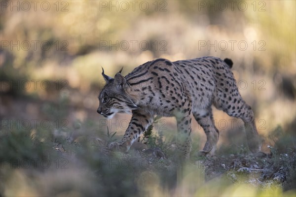 Iberian lynx young animal, Iberian lynx (Lynx pardinus), Extremadura, Castilla La Mancha, Spain, Europe