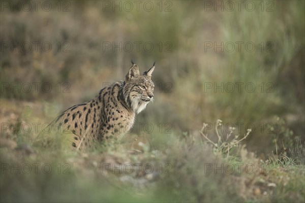 Pardell Lynx female, Iberian Lynx (Lynx pardinus), Extremadura, Castilla La Mancha, Spain, Europe