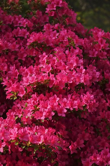 Flowering azalea, spring, Germany, Europe