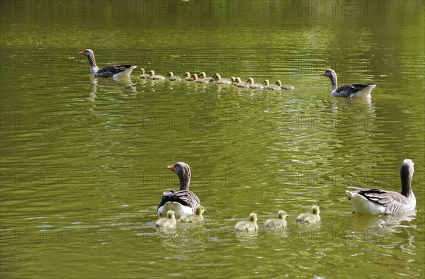 Greylag geese with goslings, spring, Germany, Europe