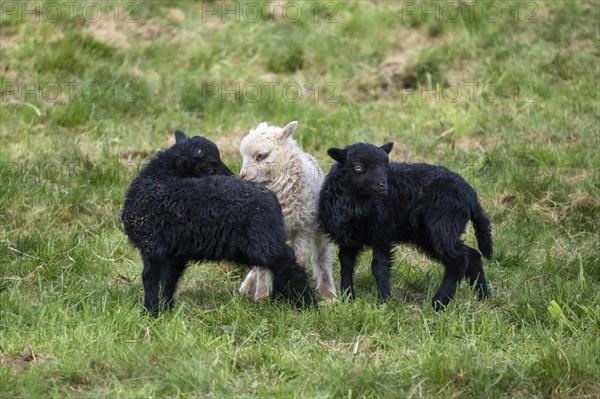 Two black and white-brown lambs are standing in a meadow. Two lambs sniff at each other. Ouessant sheep (Breton dwarf sheep) and Ouessant sheep mix