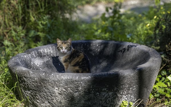 Felidae (Felis silvestris catus), tricoloured, tortoiseshell cat, Rhodes, Greece, Europe