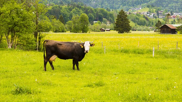 Single dairy cow, Vorderwaelder cattle, Vorderwaelder, Loretto meadows, near Oberstdorf, Allgaeu, Bavaria, Germany, Europe