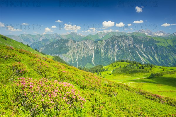 Alpine rose blossom, panorama from Fellhorn, behind it the Allgaeu Alps, Allgaeu, Bavaria, Germany, Europe