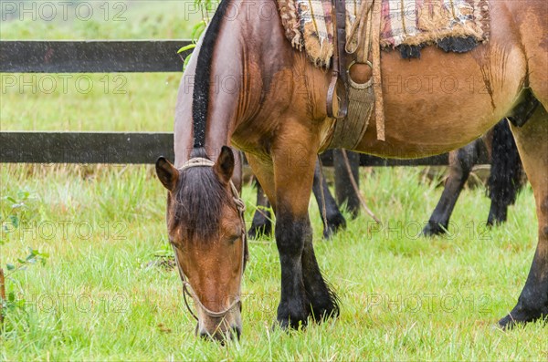 Beautiful horse in native field on rainy day, Cambara do sul, Rio Grande do sul, Brazil, South America