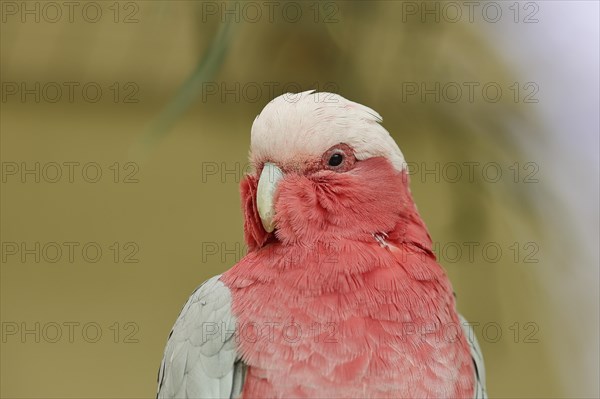 Galah (Eolophus roseicapilla) (Cacatua roseicapilla), animal portrait, captive, occurrence in Australia, Hesse, Germany, Europe