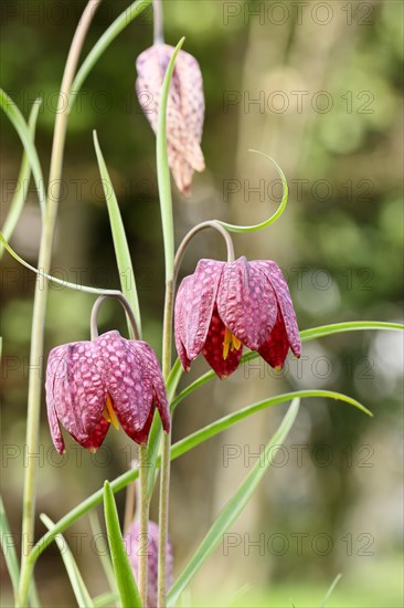 Snake's Head Fritillary (Fritillaria meleagris), flowers in a meadow, inflorescence, early bloomer, spring, Wilnsdorf, North Rhine-Westphalia, Germany, Europe