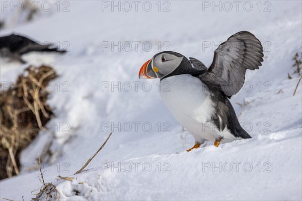 Puffin (Fratercula arctica), flapping its wings, snow, Hornoya, Hornoya, Varangerfjord, Finmark, Northern Norway