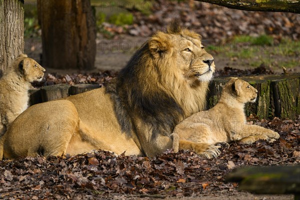 Asiatic lion (Panthera leo persica) male with his cub, captive, habitat in India