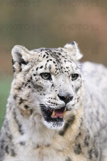 Portrait of a Snow leopard (Panthera uncia) in the forest, captive, habitat in Asia