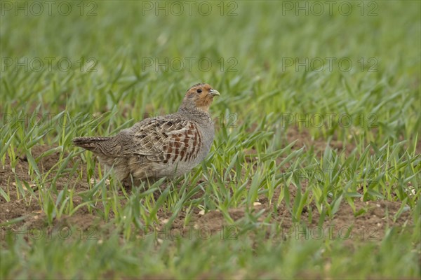 Grey or English partridge (Perdix perdix) adult bird in a farmland cereal field, England, United Kingdom, Europe