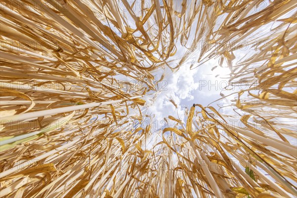 View upwards through a golden yellow cornfield with blue sky and clouds, Cologne, North Rhine-Westphalia, Germany, Europe