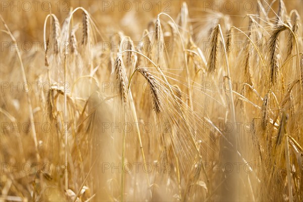 Detailed view of ripe barley ears on a cornfield, Cologne, North Rhine-Westphalia, Germany, Europe