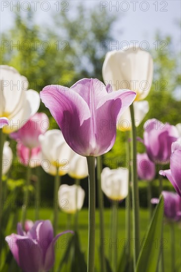 Close-up of mauve and white Tulipa, Tulip flowers in spring, Quebec, Canada, North America