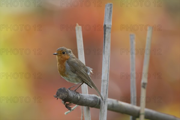 European robin (Erithacus rubecula) adult bird on garden bamboo canes, England, United Kingdom, Europe