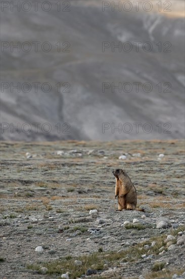 Himalayan marmot (Marmota himalayana), Tian Shan Mountains, Jety Oguz, Kyrgyzstan, Asia