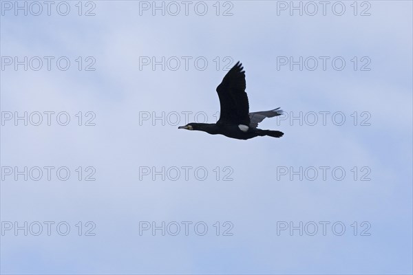 Cormorant in flight (Phalacrocorax carbo), Geltinger Birch, Goldhoeft, Nieby, Schlei, Schleswig-Holstein, Germany, Europe