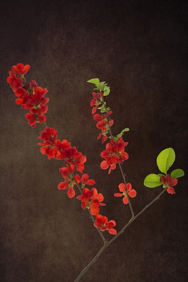 Flowering Japanese quince branch (Chaenomeles japonica) on a dark background, Bavaria, Germany, Europe