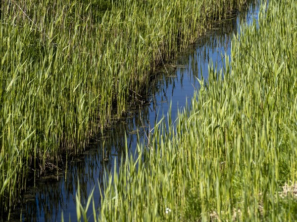 Grasses at a ditch at the natural beach Hilgenriedersiel at the North Sea coast in East Frisia, Hilgenriedersiel, Lower Saxony, Germany, Europe