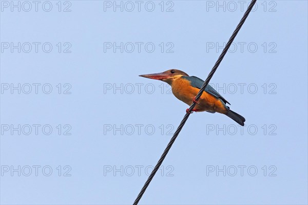 Blue-tailed bee-eater (Merops philippinus), Backwaters, Kumarakom, Kerala, India, Asia