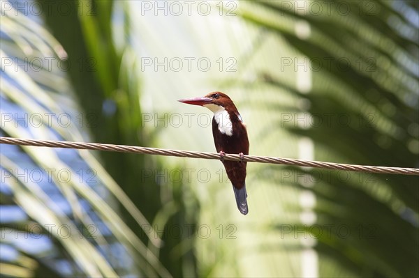 White-throated kingfisher (Halcyon smyrnensis) or Common kingfisher in Kerala's backwaters, Kumarakom, Kerala, India, Asia