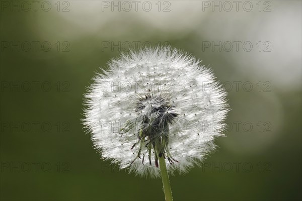 Blowball, Germany, Europe