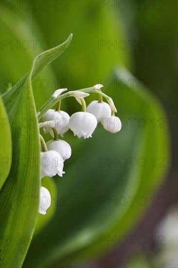 Lily of the valley, Germany, Europe