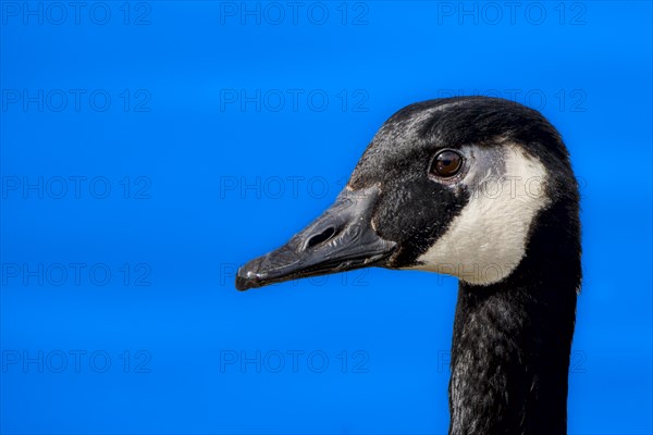 Canada goose (Branta canadensis) on the banks of the Main, Offenbach am Main, Hesse, Germany, Europe