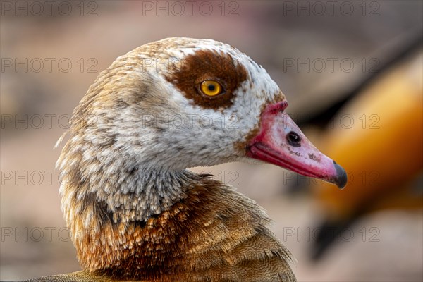 Egyptian geese (Alopochen aegyptiaca), head, portrait, on the banks of the Main, Offenbach am Main, Hesse, Germany, Europe