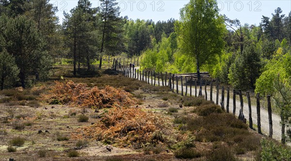 Schoenower Heide nature reserve, Schoenow, Brandenburg, Germany, Europe