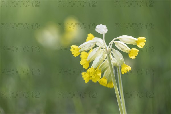 Common cowslip (Primula veris), Thuringia, Germany, Europe