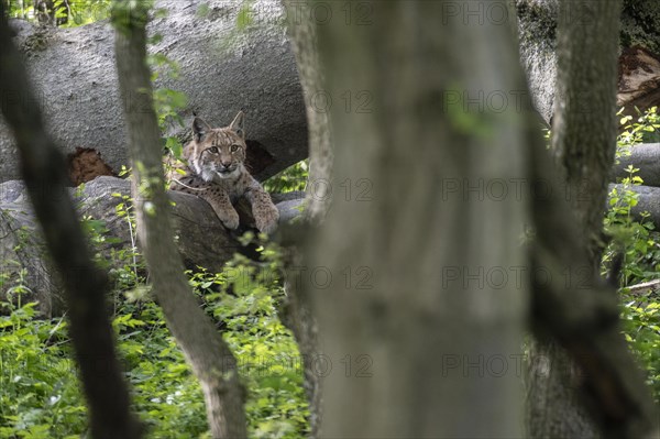 Eurasian lynx (Lynx lynx), captive), coordination enclosure Huetscheroda, Thuringia, Germany, Europe