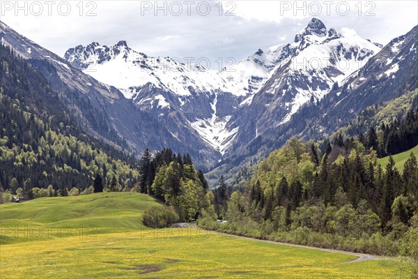 Landscape with yellow flowering meadow and tree, Kratzer and Trettachspitze in the background, Trettachtal, near Gottenried, Oberstdorf, Oberallgaeu, Allgaeu, Bavaria, Germany, Europe