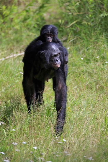 Bonobo, bonobo (Pan Paniscus), female, adult, young animal, foraging, Great ape, Primate, chimpanzee, captive