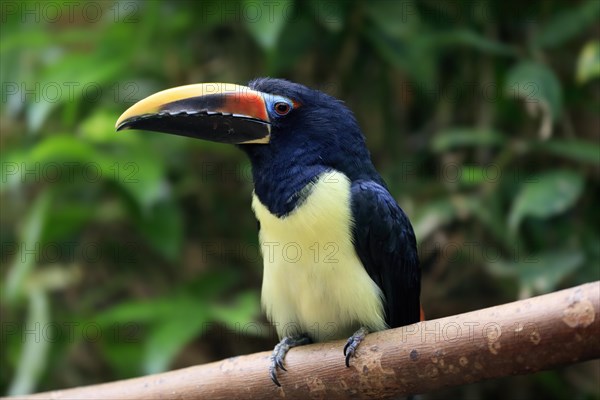 Green aracari (Pteroglossus viridis), adult, on tree, captive, South America