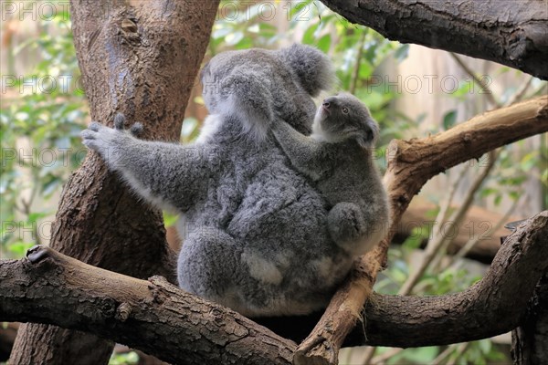 Koala (Phascolarctos cinereus), adult with young animal, on tree, mother with young animal, on mother's back, captive, Australia, Oceania