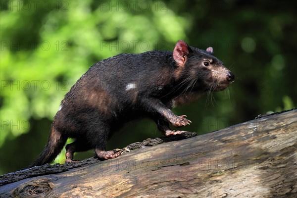 Tasmanian devil (Sarcophilus harrisii), adult, vigilant, on tree trunk, captive, Tasmania, Australia, Oceania