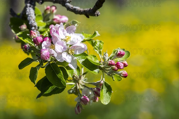 Flowering fruit trees in the orchards of the Swabian Alb, flowering apple tree, Weilheim an der Teck, Baden-Wuerttemberg, Germany, Europe