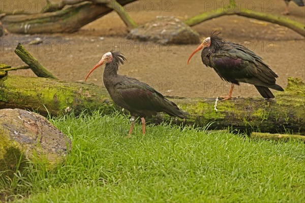 Northern bald ibis (Geronticus eremita), captive