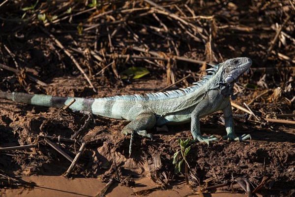 Green iguana (Iguana iguana) Pantanal Brazil