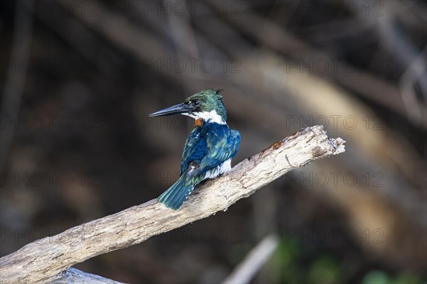 Green Kingfisher (Chloroceryle americana) Pantanal Brazil