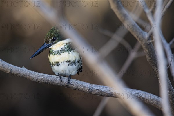 Green Kingfisher (Chloroceryle americana) Pantanal Brazil