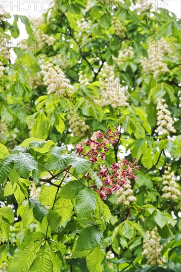 Chestnut blossom, April, Germany, Europe